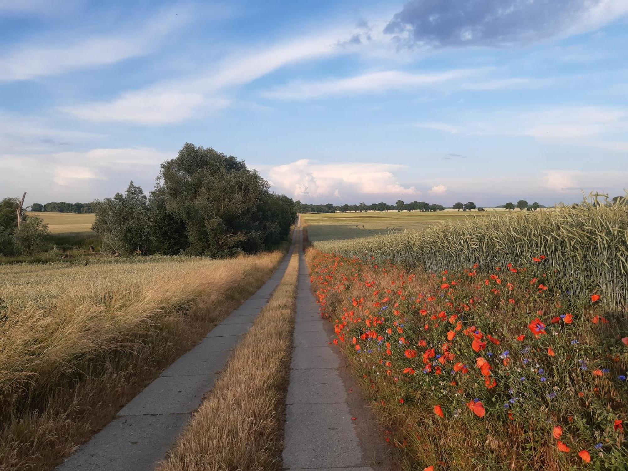 Kulturfreizeiten Ferienwohnungen Neuruppin Bagian luar foto